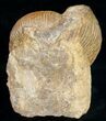 Well Preserved Stephanoceras Ammonite #11489-3